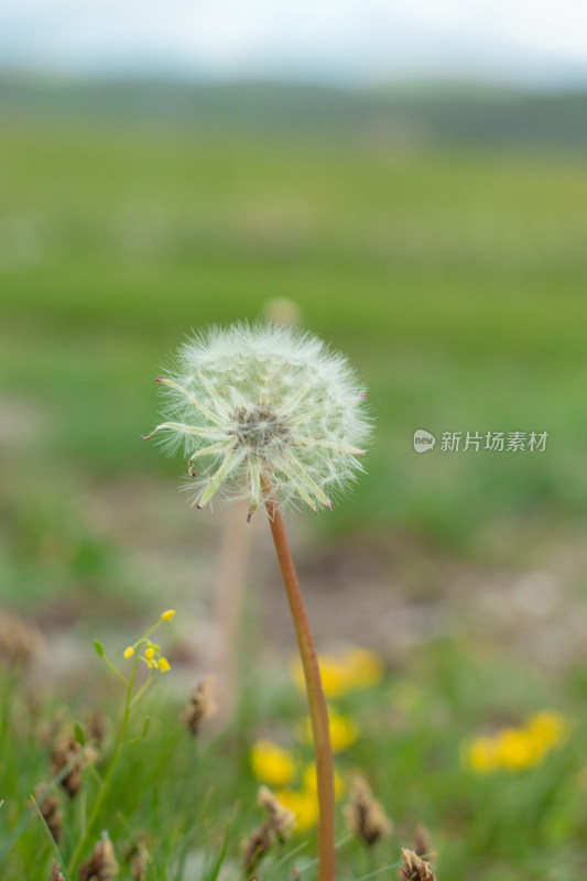 草原上的小野花