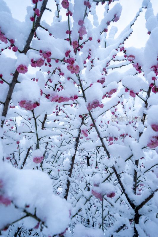 雪后的梅花很美