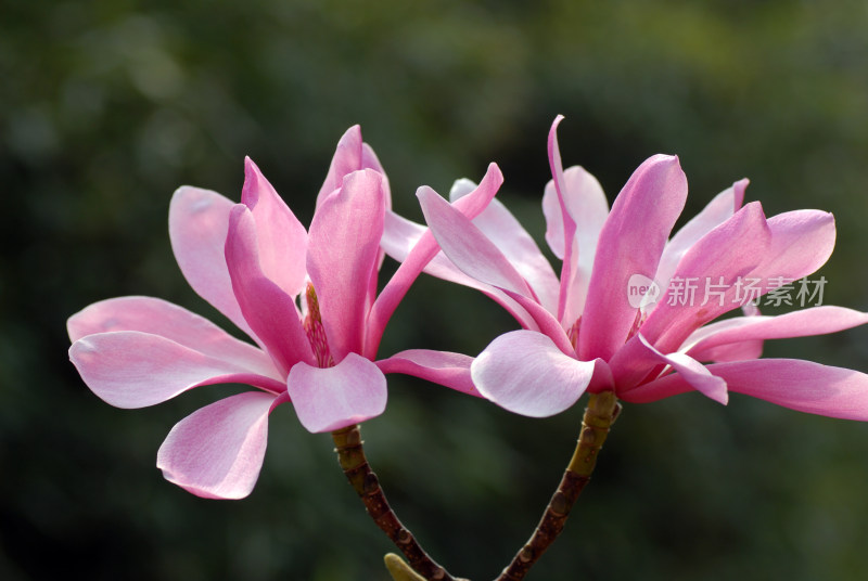 花局部特写