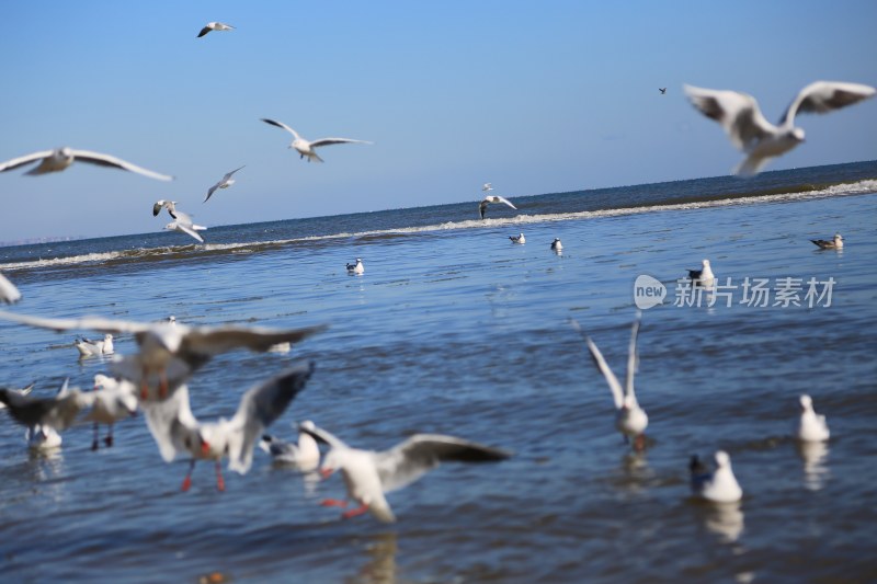 海边海鸥飞翔栖息场景