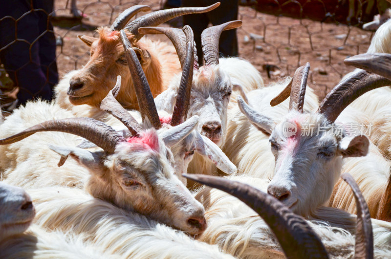 新疆喀什大巴扎农贸市场山羊群