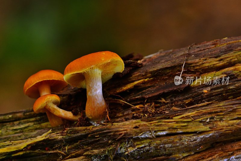 野生菌蘑菇生长环境菌类山菌野生菌