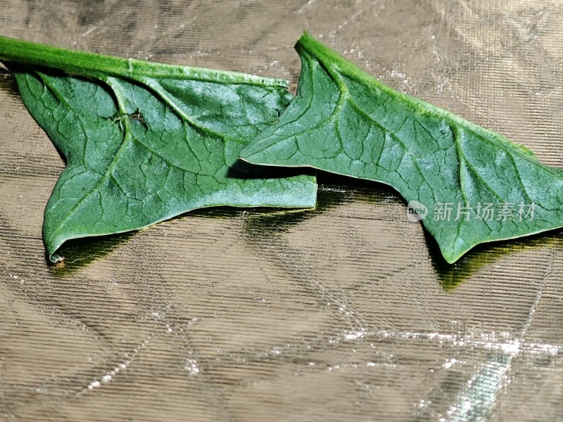 绿色叶片置于金属箔纸上的特写