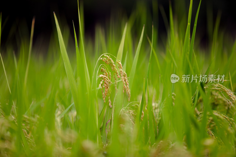 传统主食稻米的种植