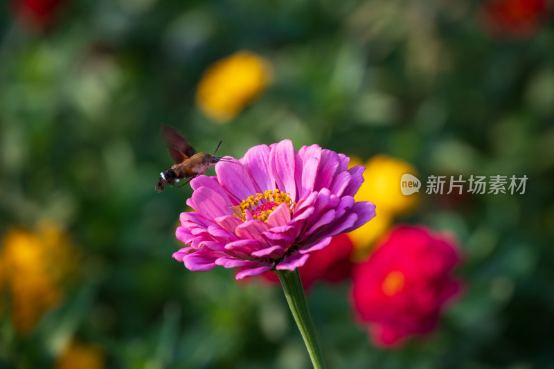 一朵蜂蛾正在采蜜的粉红色波斯菊特写