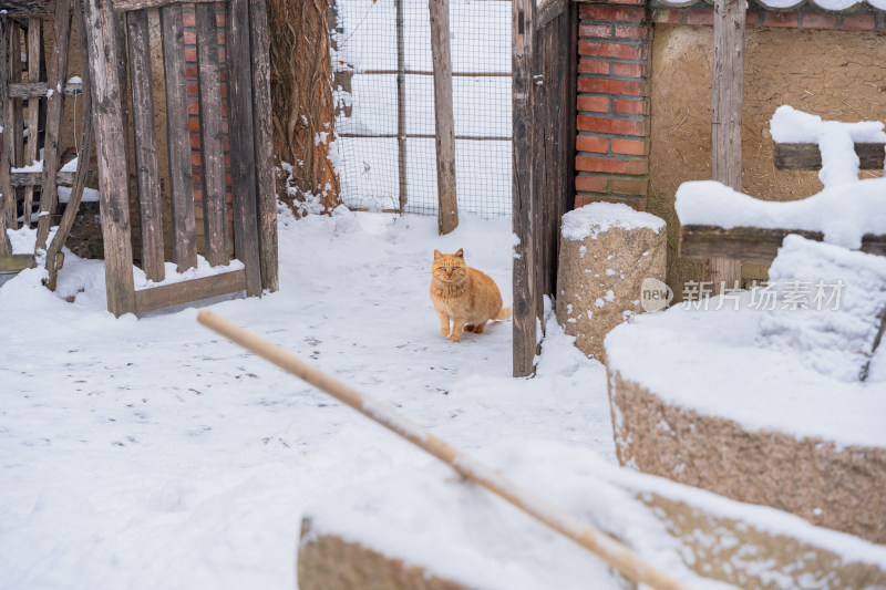 院子中的橘猫雪天