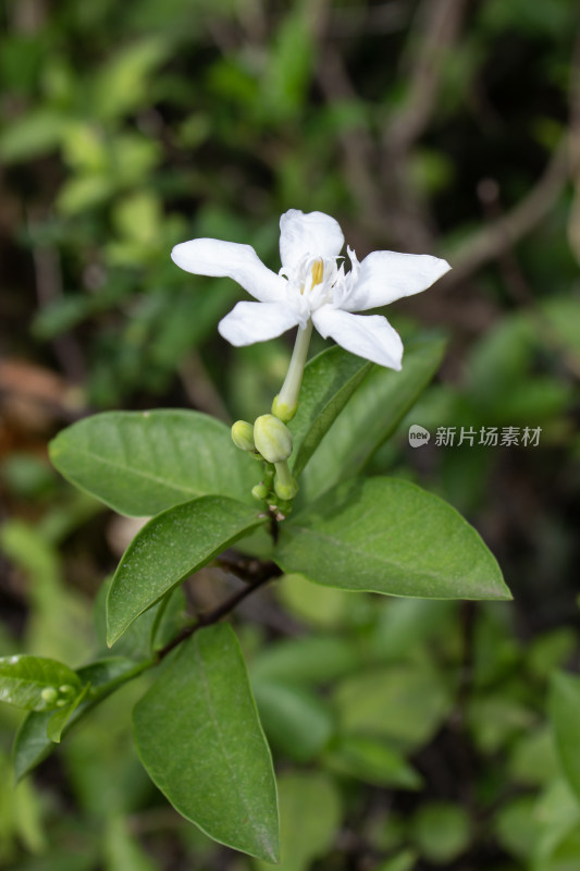 白色小花（锡兰水梅）