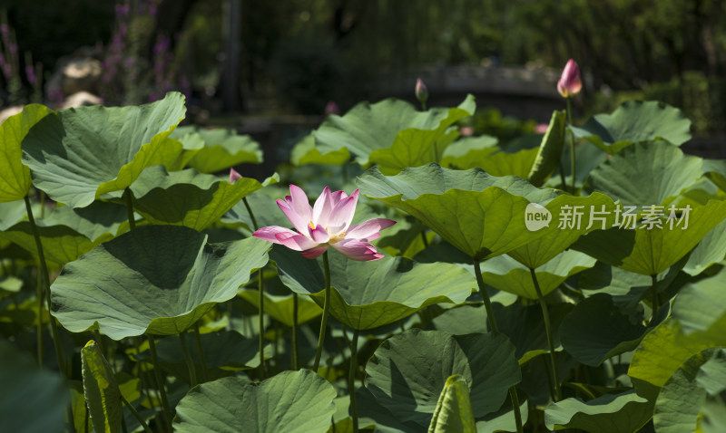 夏季公园荷塘荷叶丛中荷花特写