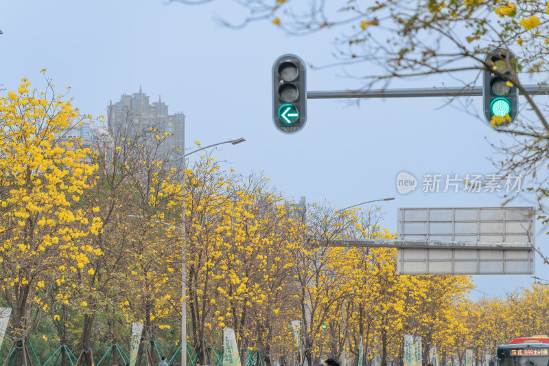 城市街道盛开黄花风铃木景象