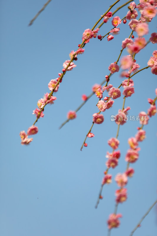 春天梅花龙梅树开花了