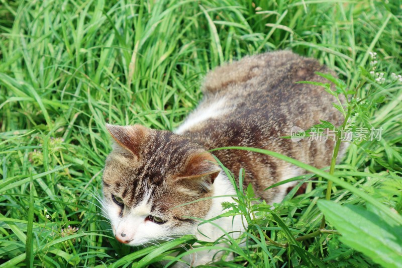 草丛里的小猫