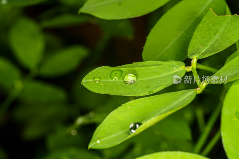 晶莹剔透的露珠与绿叶