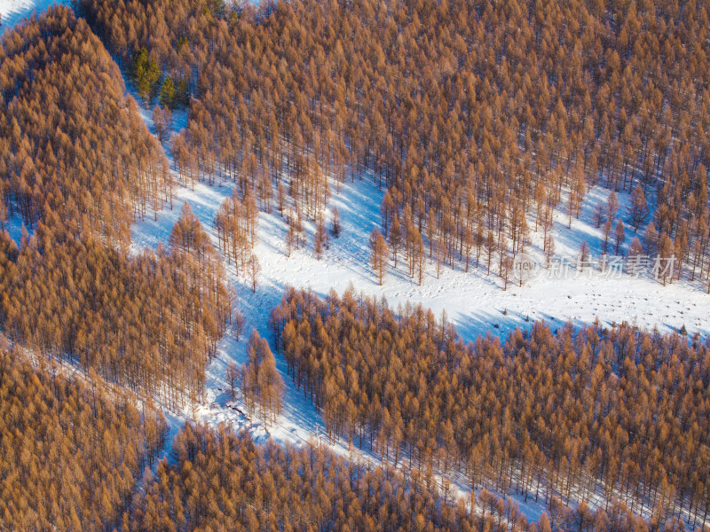 冬季森林雪景俯瞰图