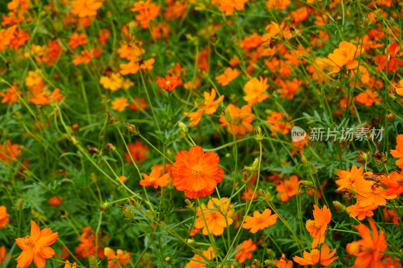 盛开的百日草波斯菊格桑花花丛