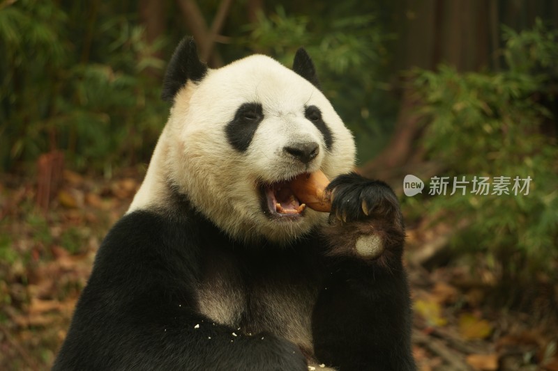 大熊猫萌萌吃竹笋的可爱模样