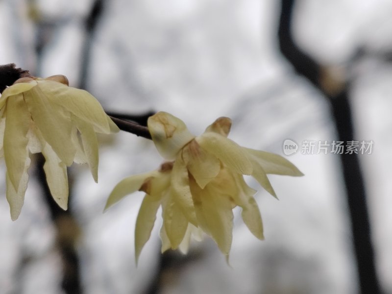 枝头淡黄色蜡梅花瓣