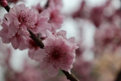 特写粉色绽放桃花