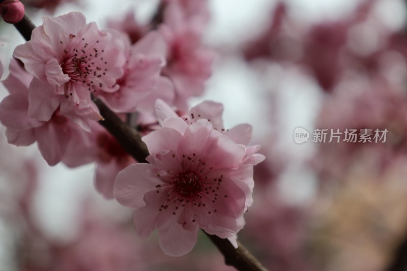 特写粉色绽放桃花