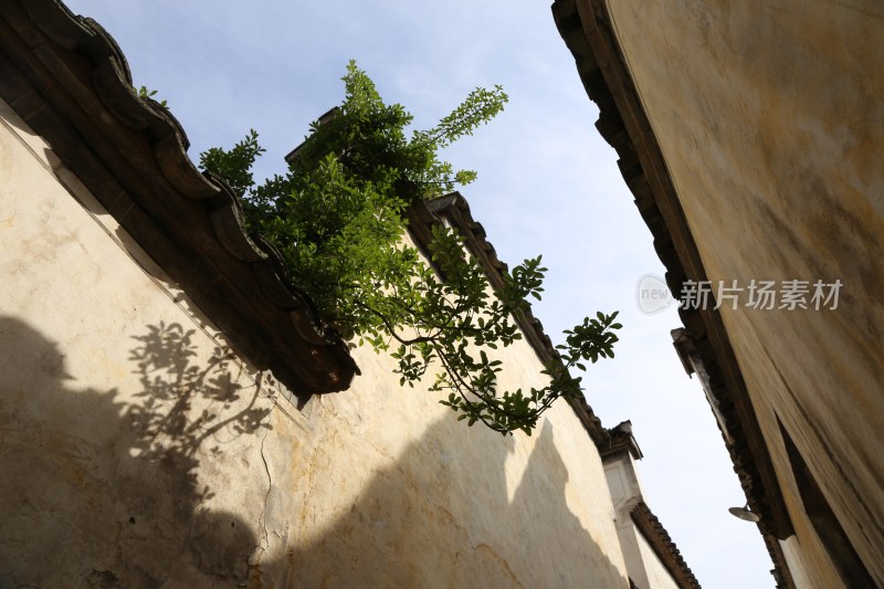 墙壁间生长出绿植的古建筑景象