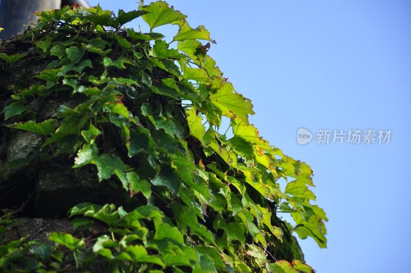 长沙风光  长沙街景 长沙城景  自然风景