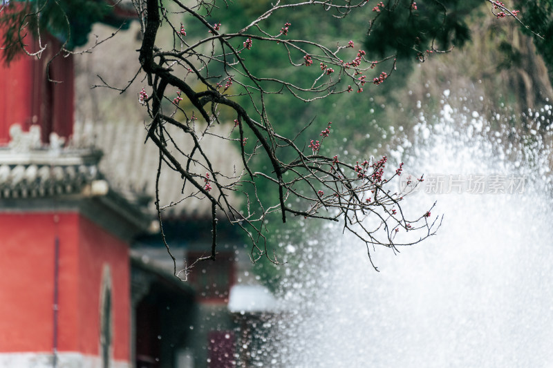 北京大觉寺许愿池前含苞待放的花朵和喷泉