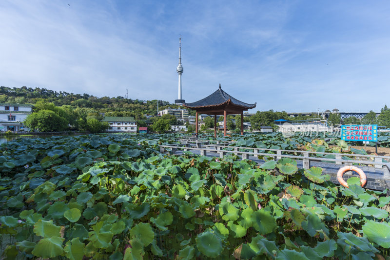 武汉汉阳莲花湖公园园林风光