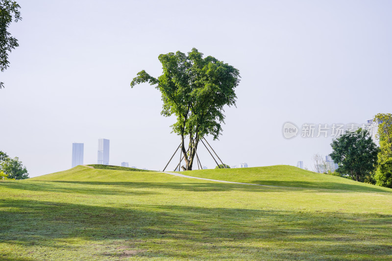 阳光下一棵绿树的风景照片