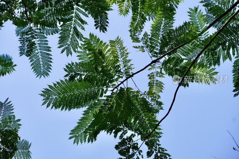 蓝花楹树仰拍