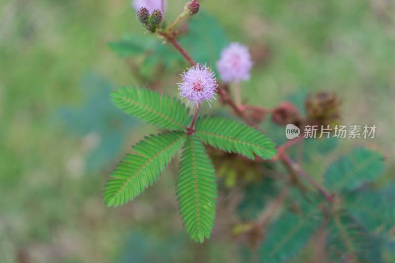 长有紫色花朵和羽状绿叶的含羞草