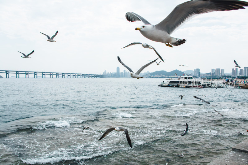 辽宁大连星海湾跨海大桥海鸥飞舞