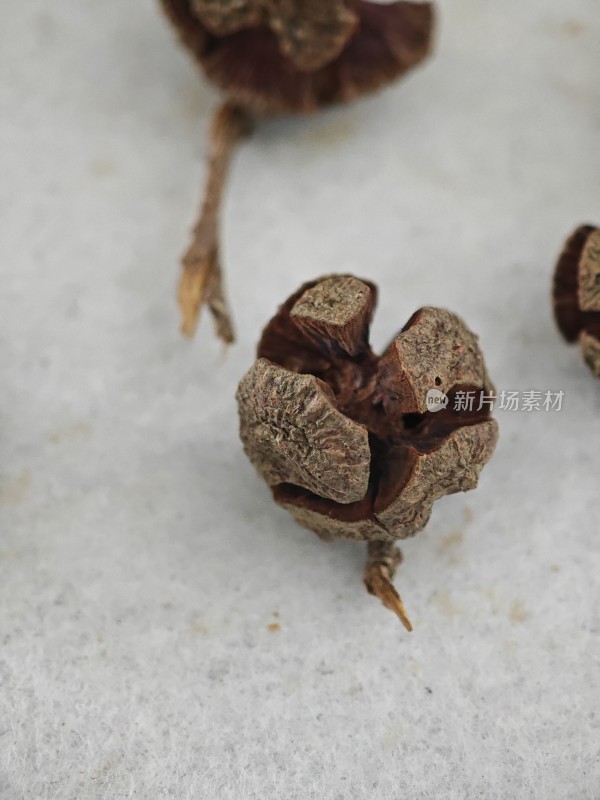 干制植物足球果果实微距特写