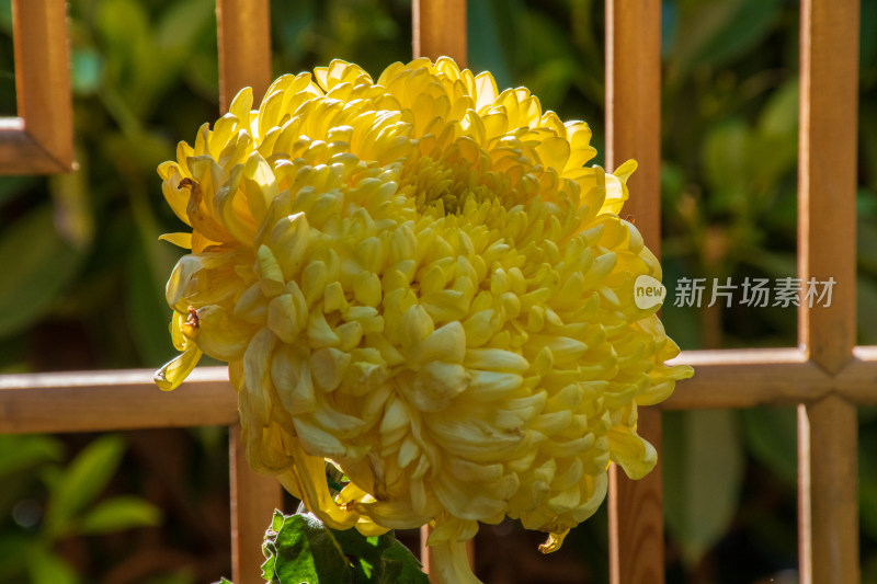 福州西湖第58届菊花展览