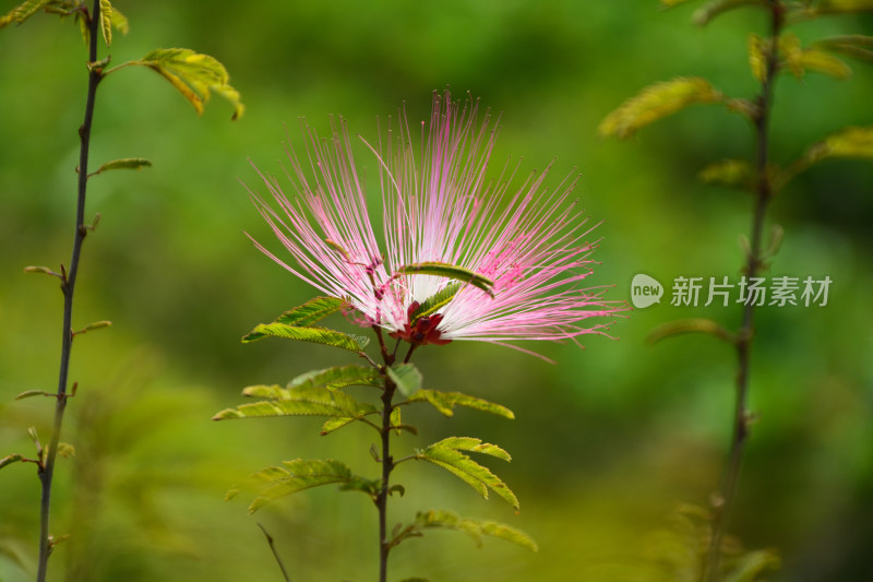 粉色丝状花朵的植物特写