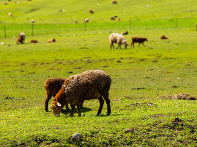 琼库什台草原悠闲吃草的羊群