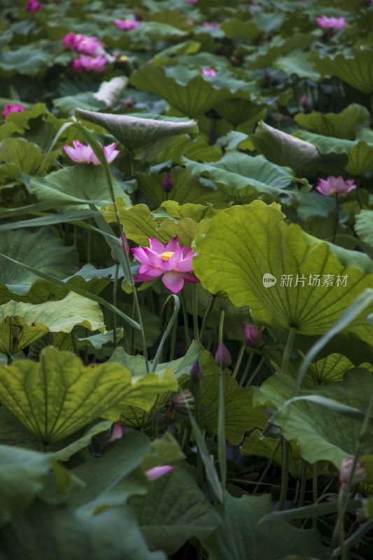 夏季公园荷塘荷叶丛中荷花特写