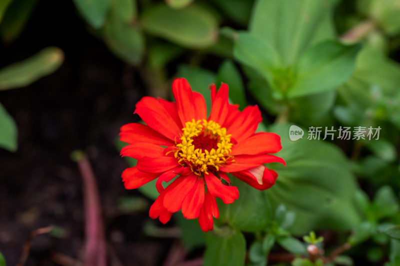 花坛中，盛开的百日菊特写