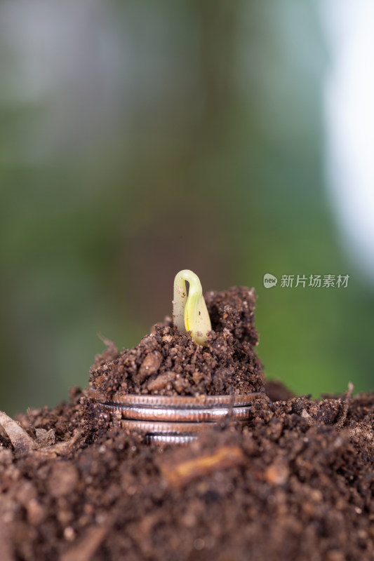 土壤里一摞美元硬币和发出的嫩芽