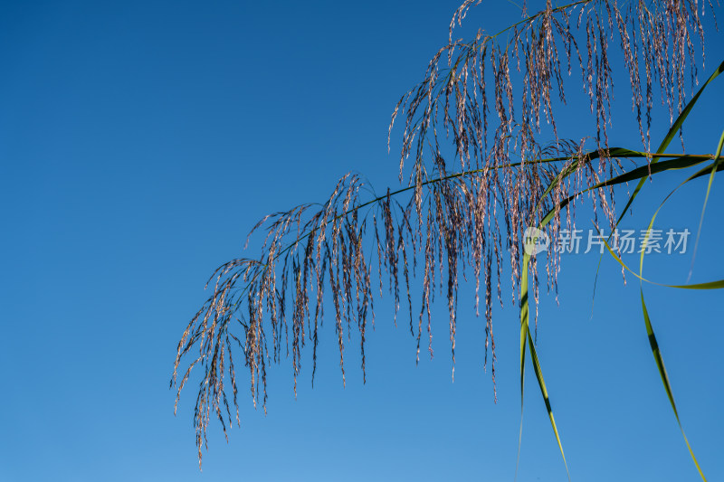 蓝天下的芦苇