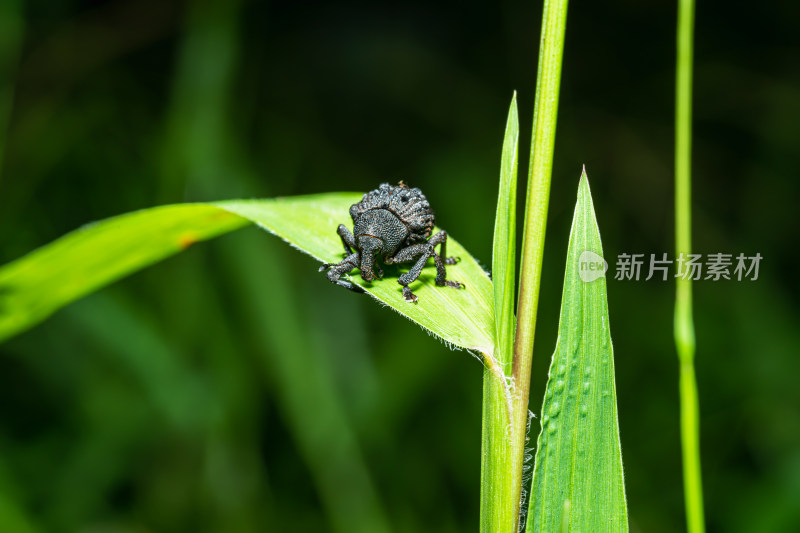 微距下的黑色象鼻虫