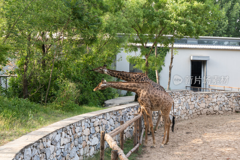 长颈鹿在动物园吃草