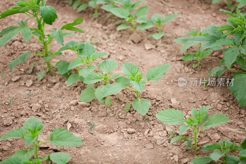 种植的农作物芝麻