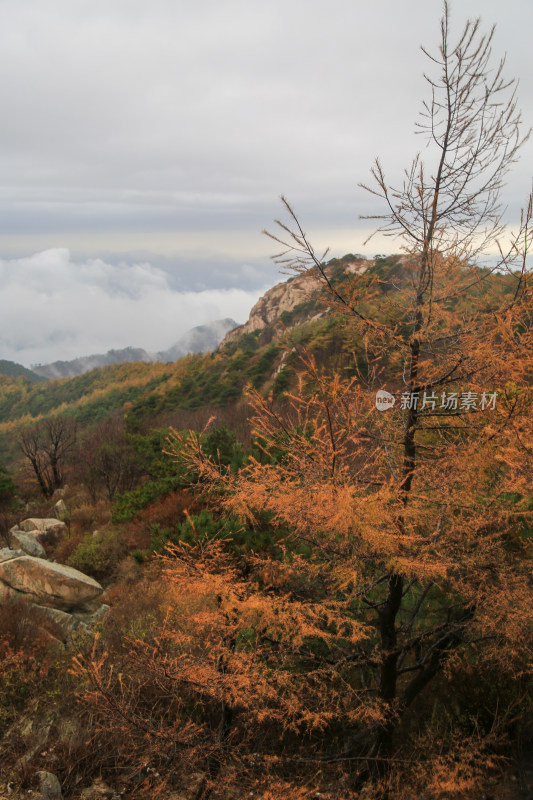 云海 山峰 山峦 清晨 泰山 唯美 秋色 秋天