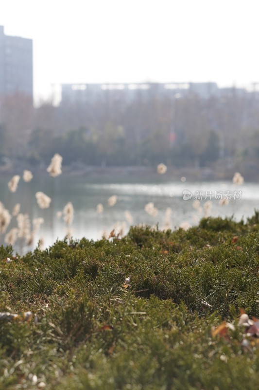 湖边绿植与城市远景