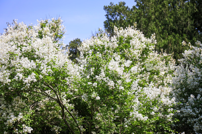 春天四月丁香花花卉开放治愈清新