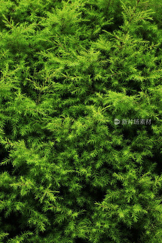 黄金串钱柳绿色植物背景