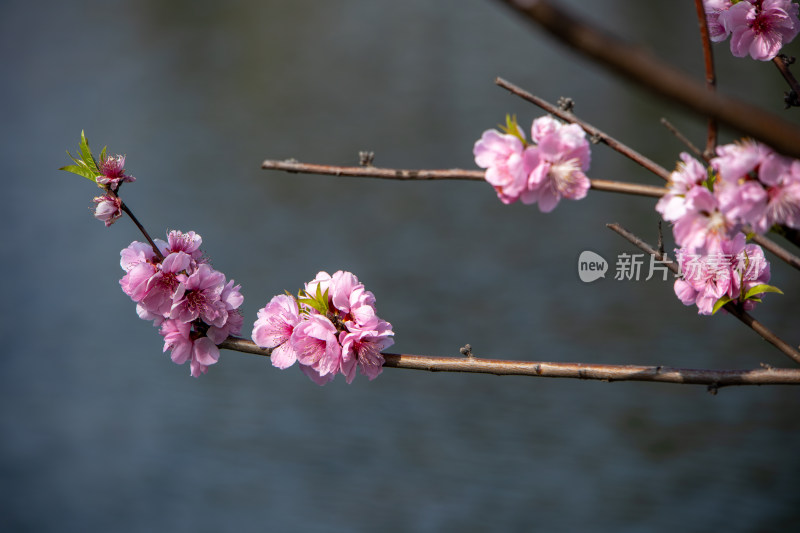 春天湖边湖面上绽放的粉红色桃花