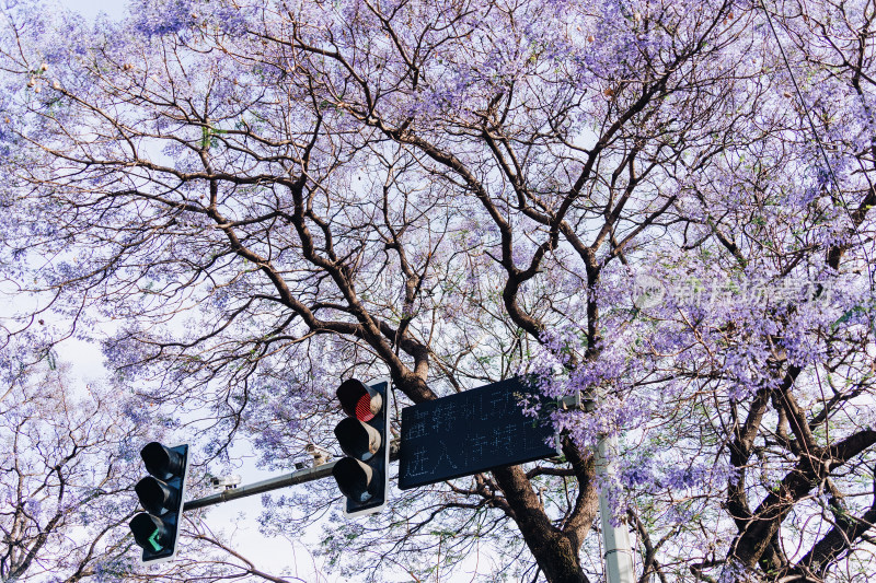 西昌蓝花楹