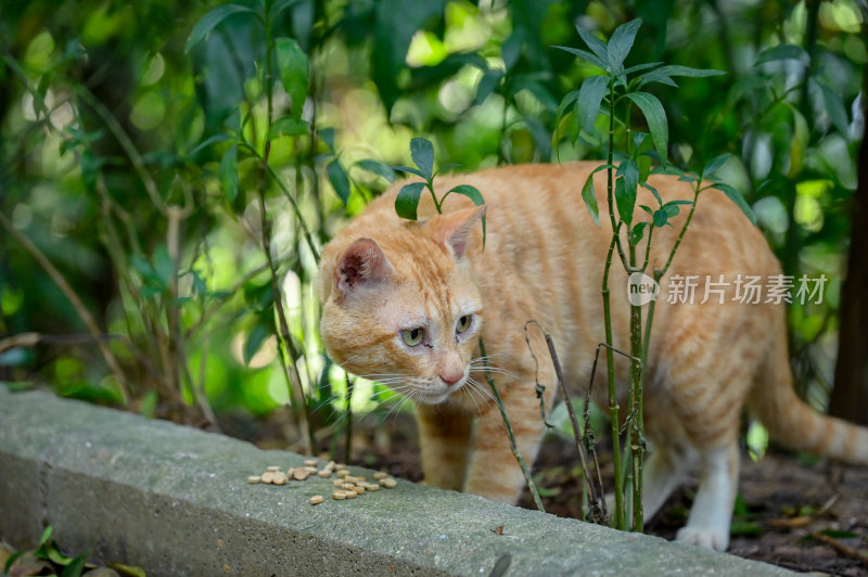 猫咪夜猫流浪猫