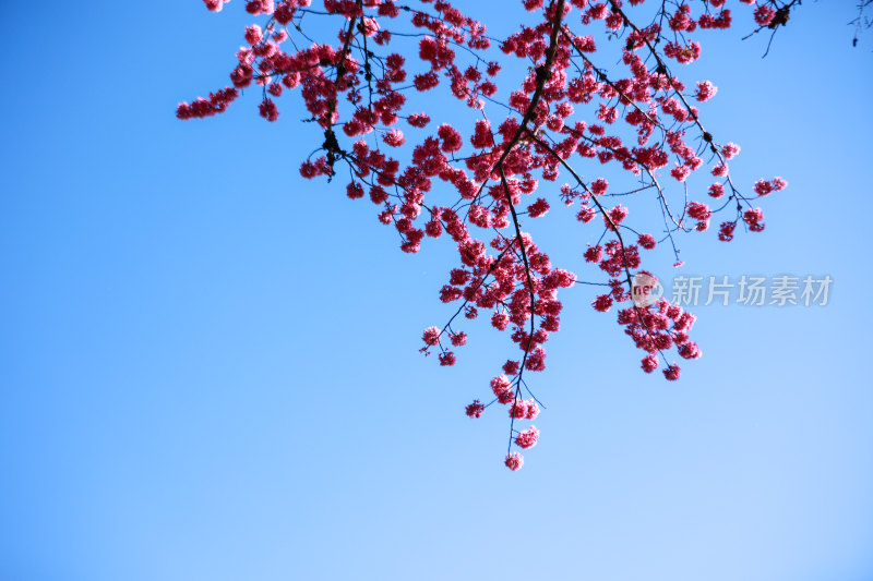 蓝天下盛开的粉色樱花树枝特写