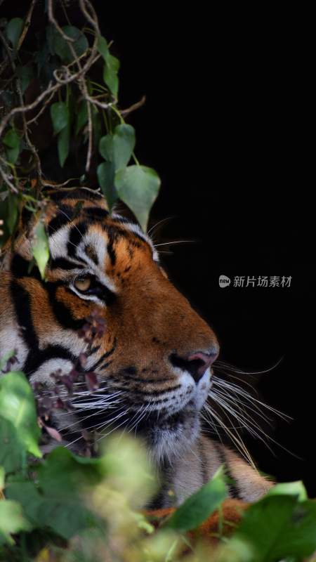 野生动物老虎食肉动物狩猎者